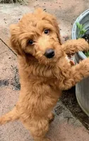 F1 Medium-Sized Goldendoodle, a  Goldendoodle and Poodle - Standard  for sale in Silverton, OR – Photo 4 of 10