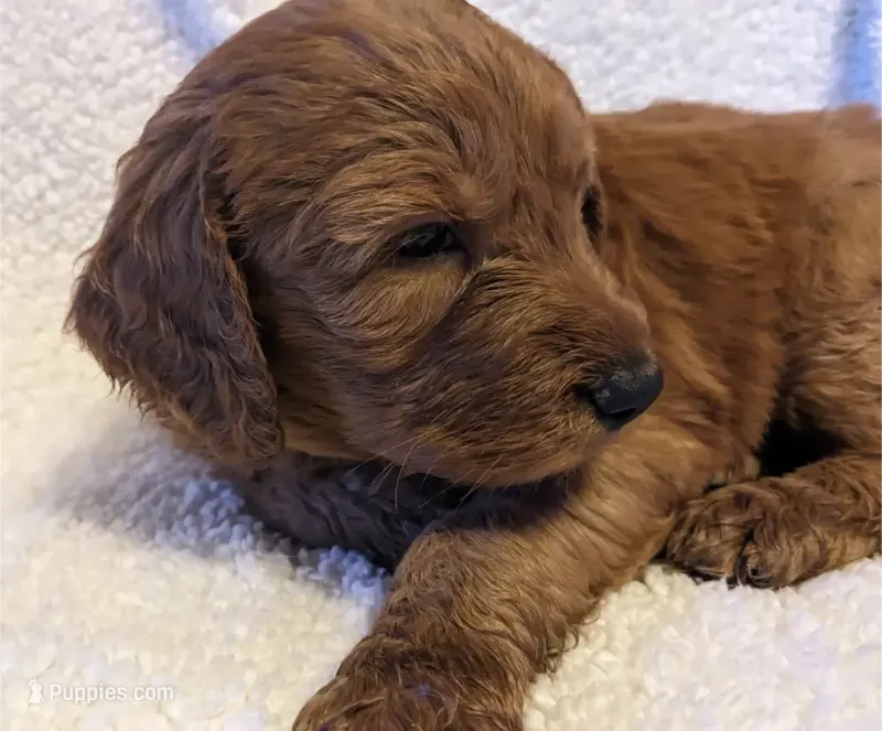 F1 Medium-Sized Goldendoodle