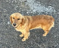 F1 Medium-Sized Goldendoodle, a  Goldendoodle and Poodle - Standard  for sale in Silverton, OR – Photo 10 of 10