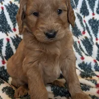 F1 Medium-Sized Goldendoodle, a male Goldendoodle and Poodle - Standard  for sale in Silverton, OR – Photo 8 of 10