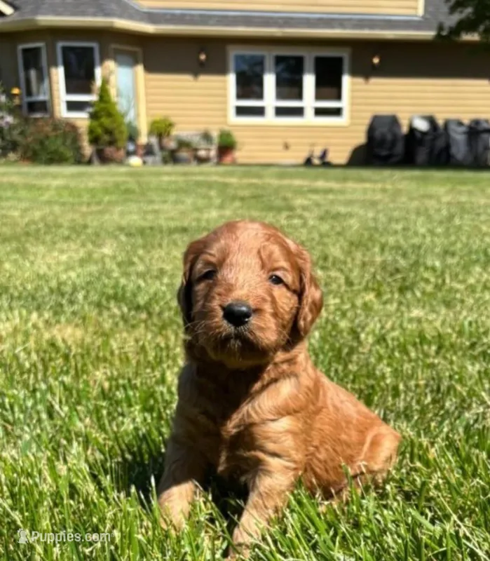 F1 Medium-Sized Goldendoodle – Goldendoodle, Poodle - Standard  puppy for sale in Silverton, OR