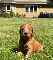 F1 Medium-Sized Goldendoodle, a male Goldendoodle and Poodle - Standard  for sale in Silverton, OR – 1 of 10