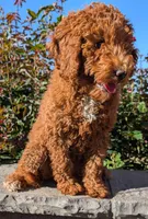 AKC Moyen (Medium Sized) Poodle, a female Poodle - Standard  for sale in Silverton, OR – 2 of 6