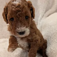 AKC Moyen Medium-Sized Poodles, a female Poodle - Standard  for sale in Silverton, OR – Photo 5 of 10