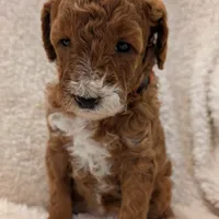 AKC Moyen Medium-Sized Poodles, a female Poodle - Standard  for sale in Silverton, OR – Photo 1 of 10