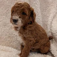 AKC Moyen Medium-Sized Poodles, a female Poodle - Standard  for sale in Silverton, OR – Photo 8 of 10