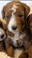 AKC Moyen Medium-Sized Poodles, a  Poodle - Standard  for sale in Silverton, OR – 2 of 10