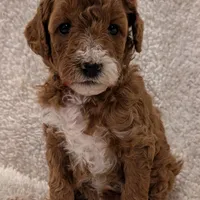 AKC Moyen Medium-Sized Poodles, a female Poodle - Standard  for sale in Silverton, OR – Photo 6 of 10