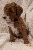 processed/bf41eeb8-ed3a-4013-a46c-8e303ab24451/listing/b85acf8f-aa72-4633-84b6-24fb0d9c0d5c/ddfa060b-0718-4689-85ac-9b2054bcf33c