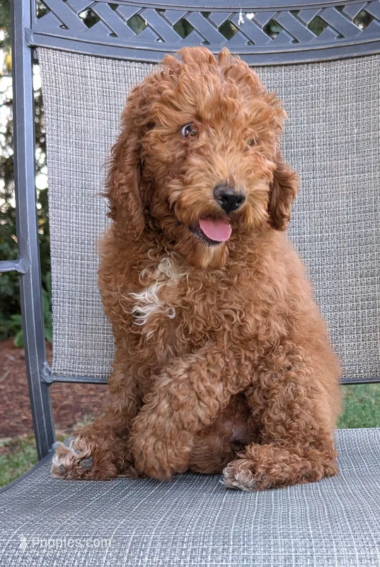 AKC Moyen (Medium Sized) Poodle – Poodle - Standard  puppy for sale in Silverton, OR
