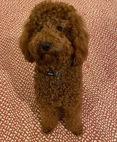 AKC Moyen Medium-Sized Poodle, a  Poodle - Standard  for sale in Silverton, OR – 9 of 9