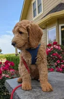 F1 Medium-Sized Goldendoodle, a male Goldendoodle for sale in Silverton, OR – 3 of 10