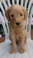 F1 Medium-Sized Goldendoodle, a  Goldendoodle and Poodle - Standard  for sale in Silverton, OR – 5 of 10