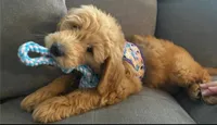 F1 Medium-Sized Goldendoodle, a  Goldendoodle and Poodle - Standard  for sale in Silverton, OR – 5 of 10
