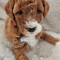 AKC Moyen(Medium Sized)Poodle, a female Poodle - Standard  for sale in Silverton, OR – Photo 2 of 10