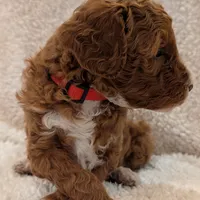 AKC Moyen(Medium Sized)Poodle, a female Poodle - Standard  for sale in Silverton, OR – Photo 7 of 10