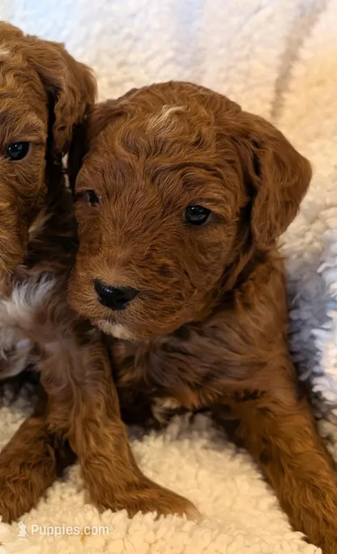 AKC Moyen(Medium Sized)Poodle – Poodle - Standard  puppy for sale in Silverton, OR