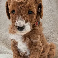 AKC Moyen(Medium Sized)Poodle, a female Poodle - Standard  for sale in Silverton, OR – Photo 6 of 10