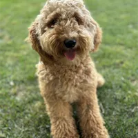 AKC Moyen(Medium Sized)Poodle, a female Poodle - Standard  for sale in Silverton, OR – Photo 10 of 10