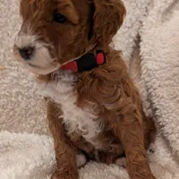 AKC Moyen(Medium Sized)Poodle, a female Poodle - Standard  for sale in Silverton, OR – Photo 4 of 10