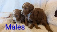 AKC Moyen(Medium Sized)Poodle, a  Poodle - Standard  for sale in Silverton, OR – 4 of 10