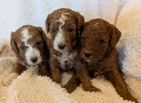 AKC Moyen(Medium Sized)Poodle, a  Poodle - Standard  for sale in Silverton, OR – 3 of 10