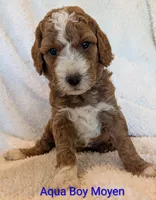 AKC Moyen(Medium Sized)Poodle, a  Poodle - Standard  for sale in Silverton, OR – 2 of 10