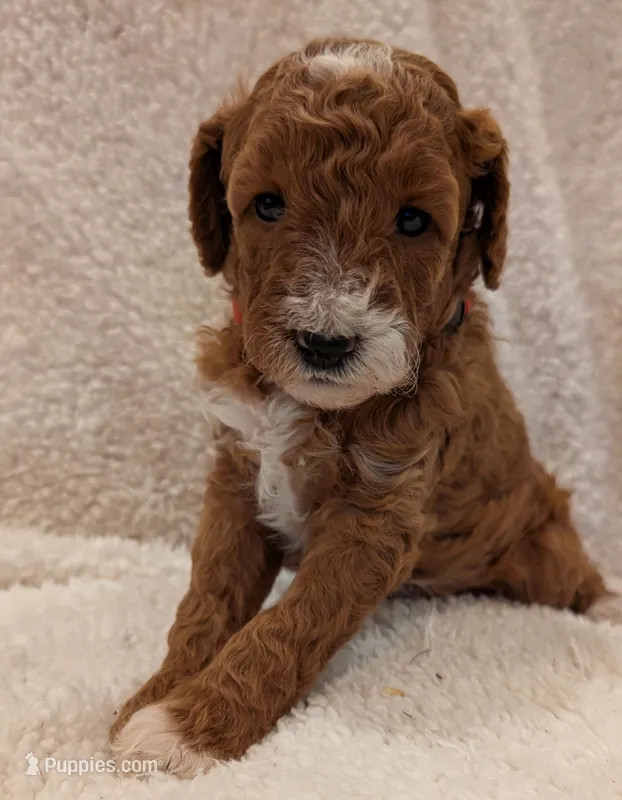 AKC Moyen(Medium Sized)Poodle
