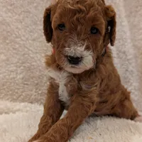 AKC Moyen(Medium Sized)Poodle, a female Poodle - Standard  for sale in Silverton, OR – Photo 1 of 10