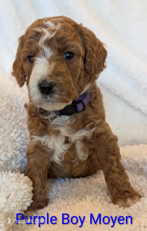 AKC Moyen(Medium Sized)Poodle – Poodle - Standard  puppy for sale in Silverton, OR