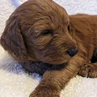 F1 Medium-Sized Goldendoodle, a  Goldendoodle and Poodle - Standard  for sale in Silverton, OR – Photo 9 of 10