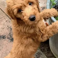 F1 Medium-Sized Goldendoodle, a  Goldendoodle and Poodle - Standard  for sale in Silverton, OR – Photo 2 of 10