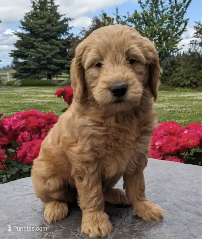 F1 Medium-Sized Goldendoodle
