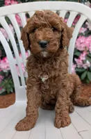 AKC Moyen Medium-Sized Poodle, a  Poodle - Standard  for sale in Silverton, OR – 10 of 10