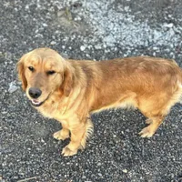 F1 Medium-Sized Goldendoodle, a  Poodle - Standard  for sale in Silverton, OR – Photo 10 of 10