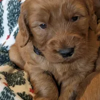 F1 Medium-Sized Goldendoodle, a  Poodle - Standard  for sale in Silverton, OR – Photo 7 of 10