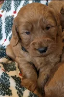 F1 Medium-Sized Goldendoodle, a  Poodle - Standard  for sale in Silverton, OR – Photo 7 of 10