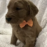 F1 Medium-Sized Goldendoodle, a  Poodle - Standard  for sale in Silverton, OR – Photo 2 of 10