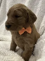 F1 Medium-Sized Goldendoodle, a  Poodle - Standard  for sale in Silverton, OR – Photo 2 of 10