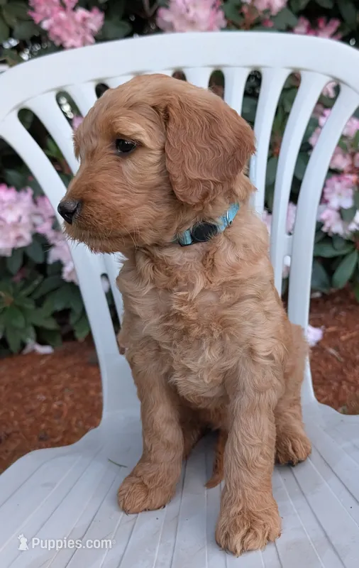 F1 Medium-Sized Goldendoodle – Goldendoodle, Poodle - Standard  puppy for sale in Silverton, OR