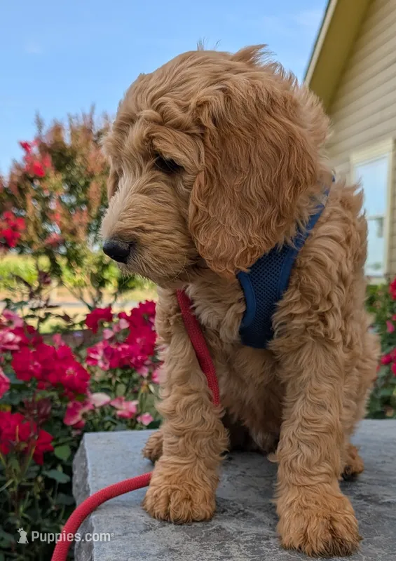 F1 Medium-Sized Goldendoodle – Goldendoodle puppy for sale in Silverton, OR