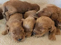 F1 Medium-Sized Goldendoodle, a  Goldendoodle and Poodle - Standard  for sale in Silverton, OR – 6 of 10