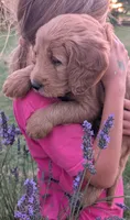 F1 Medium-Sized Goldendoodle, a male Goldendoodle and Poodle - Standard  for sale in Silverton, OR – 2 of 2