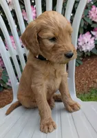 F1 Medium-Sized Goldendoodle, a  Goldendoodle and Poodle - Standard  for sale in Silverton, OR – 8 of 10
