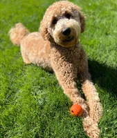F1 Medium-Sized Goldendoodle, a  Goldendoodle and Poodle - Standard  for sale in Silverton, OR – 10 of 10