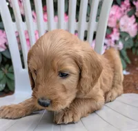 F1 Medium-Sized Goldendoodle, a  Poodle - Standard  for sale in Silverton, OR – 10 of 10