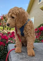 F1 Medium-Sized Goldendoodle, a male Goldendoodle for sale in Silverton, OR – 6 of 10