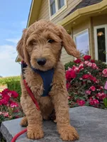 F1 Medium-Sized Goldendoodle, a male Goldendoodle for sale in Silverton, OR – 4 of 10