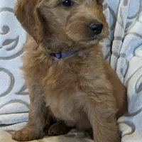 F1 Medium-Sized Goldendoodle, a  Goldendoodle and Poodle - Standard  for sale in Silverton, OR – Photo 9 of 10