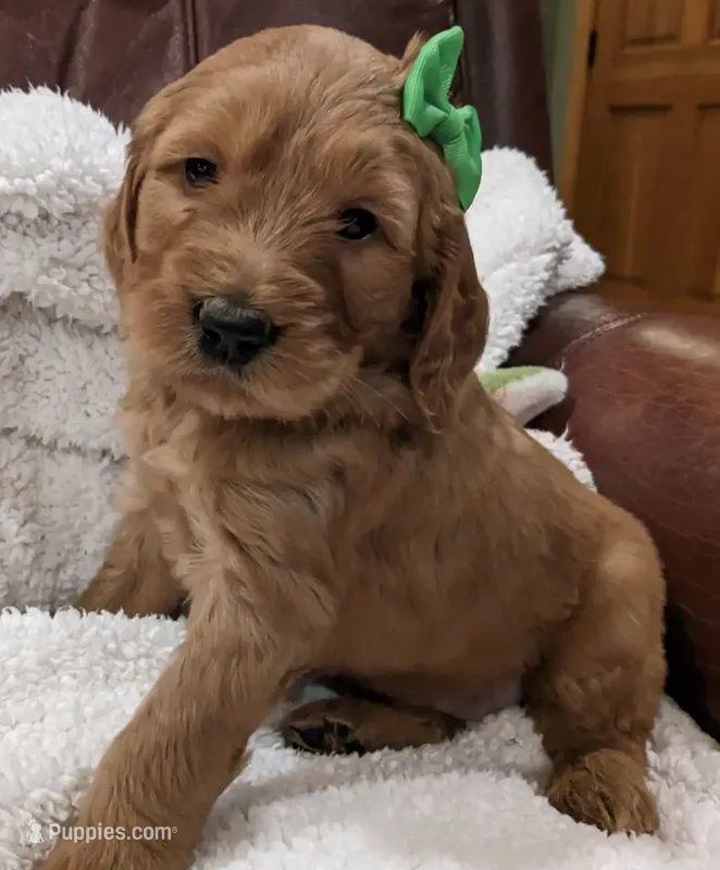 F1 Medium-Sized Goldendoodle